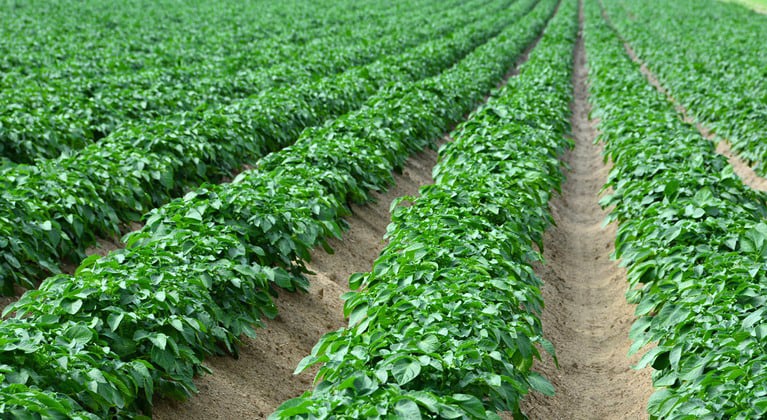 Lämmastiku tähtsus kartulikasvatuses